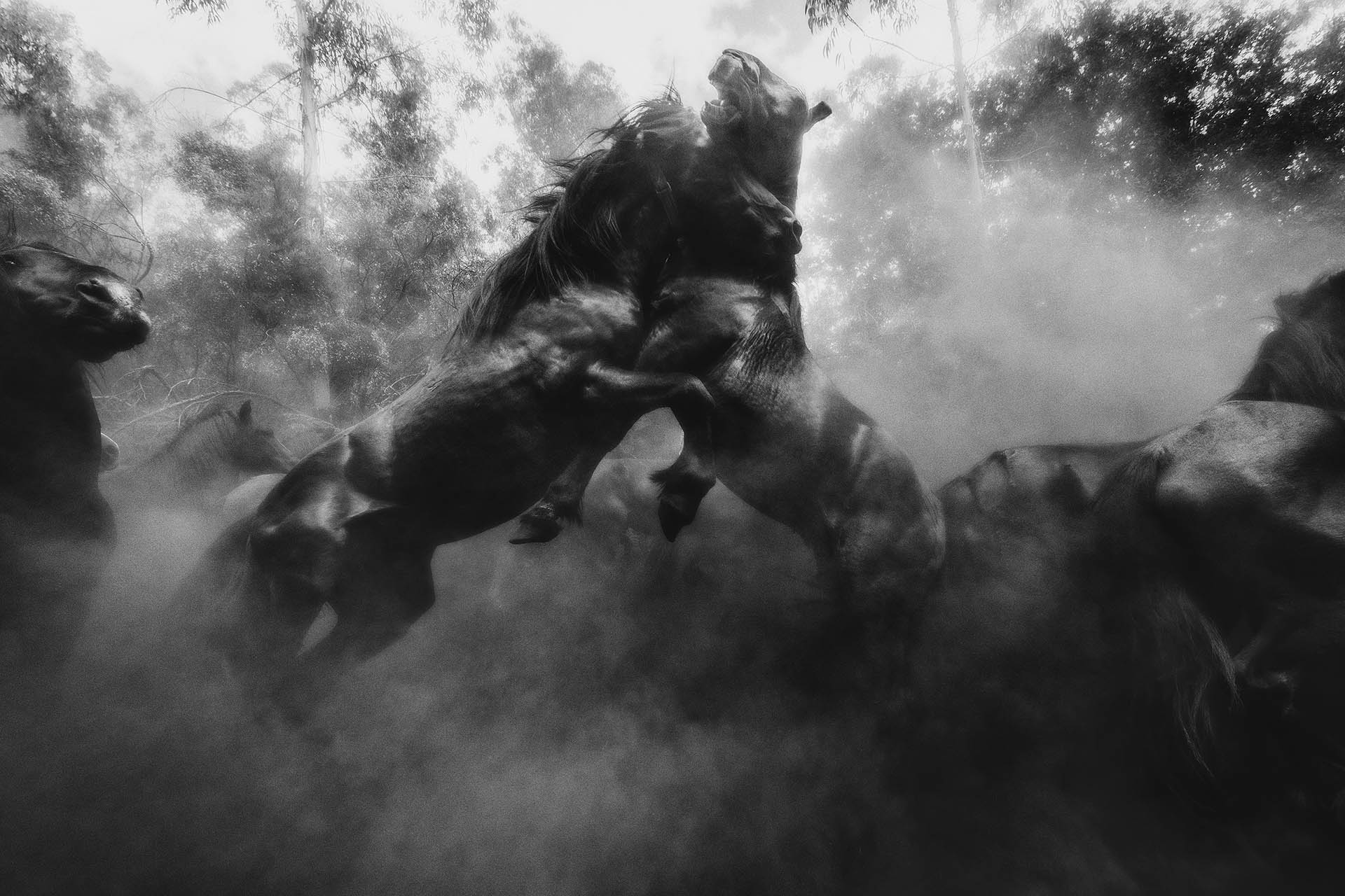 Rapa das Bestas - Sabucedo